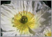 Fine Art Photo 12